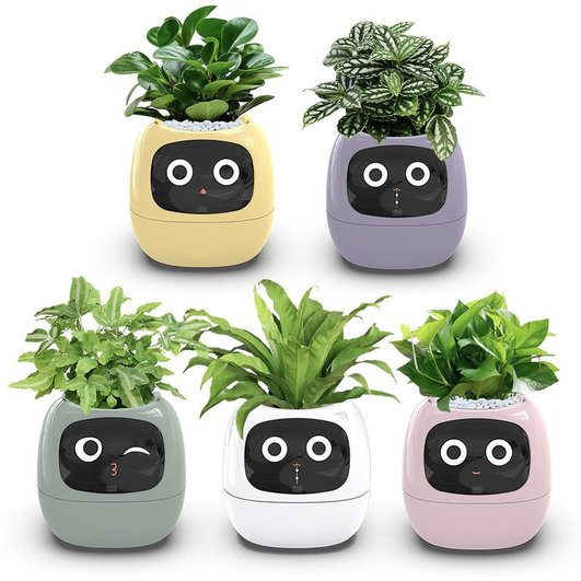 Smart Plant Ivy доступен в пяти ярких цветах.