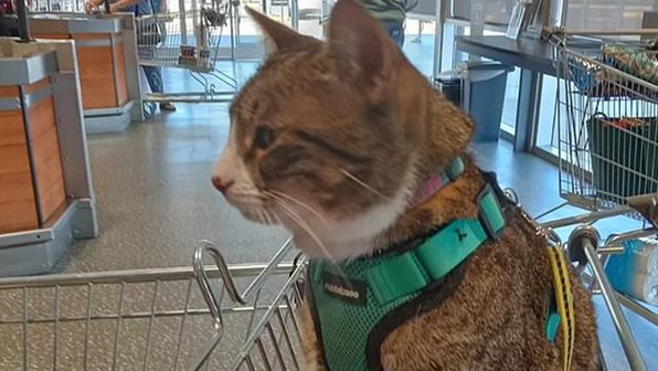 Посетителей супермаркета вывела из себя кошка-компаньон