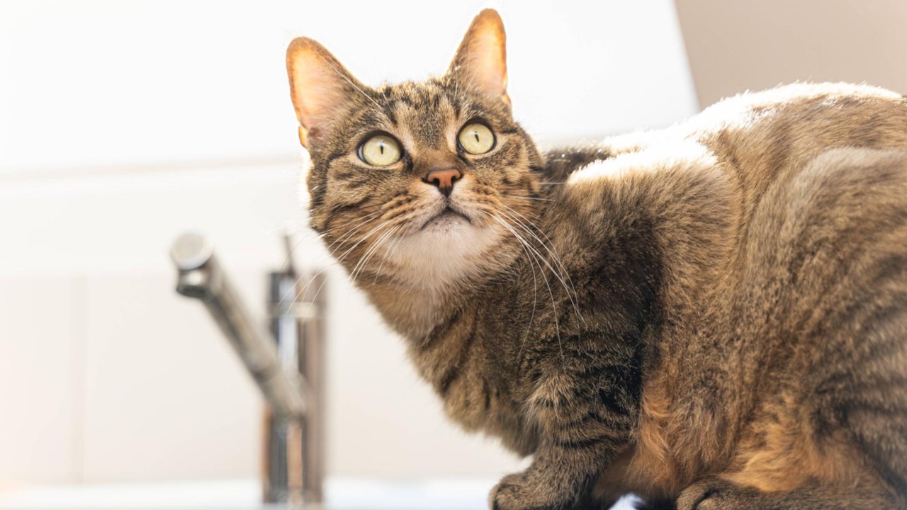 Кошка у крана с водой Кошка у крана с водой