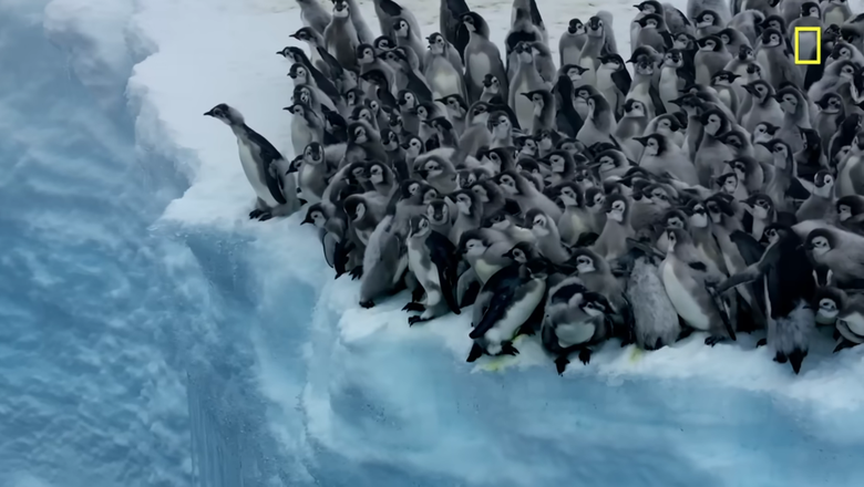 Пингвины толпятся у края ледника.