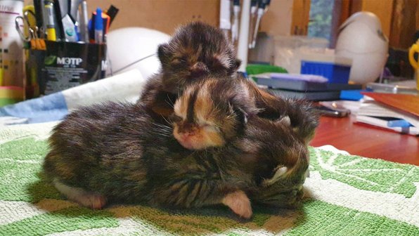 Кошки оказались лучшими мамами, чем думали раньше