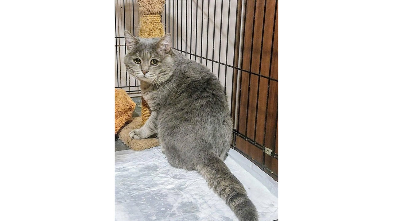 Кот с особенным взглядом остается один — его никто не хочет брать Кот с особенным взглядом остается один — его никто не хочет брать