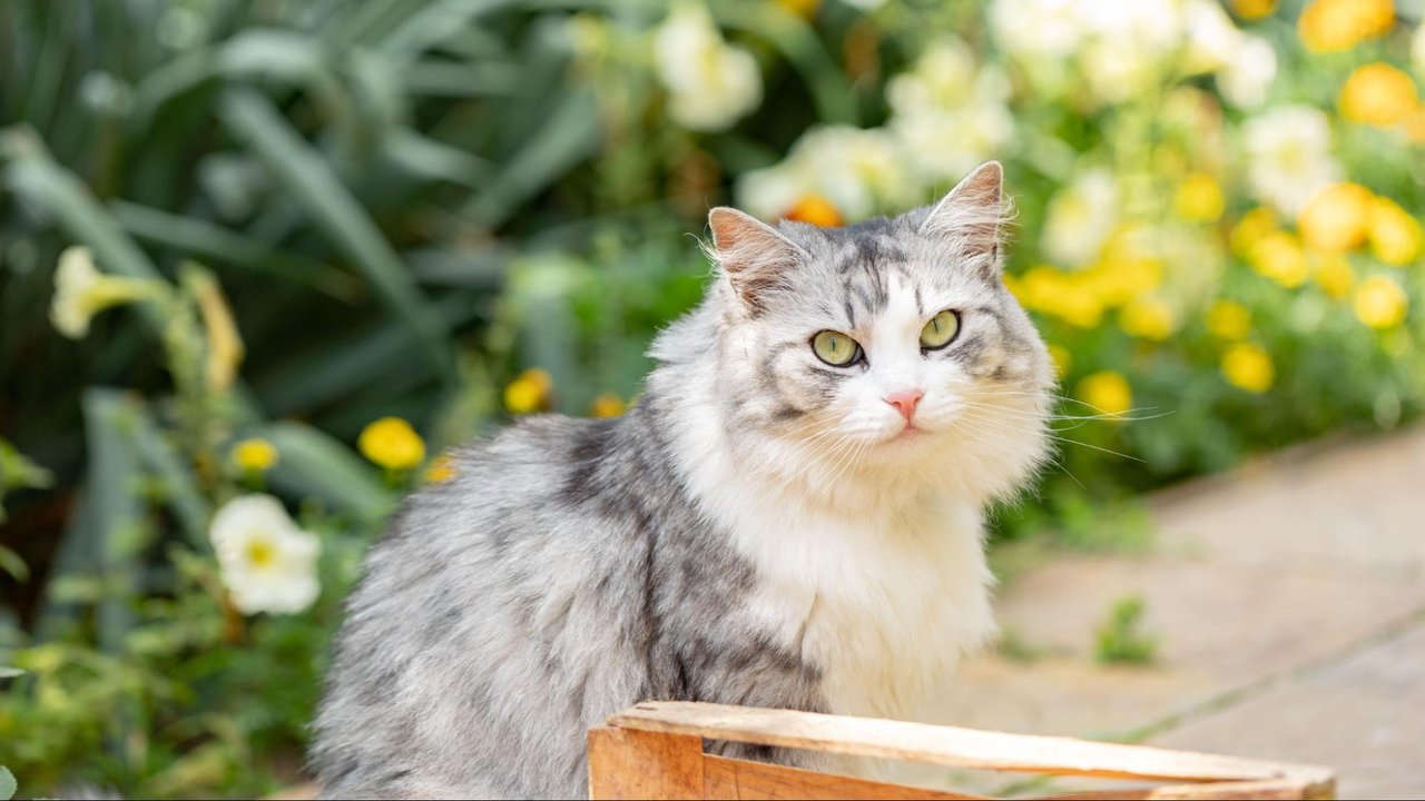 Кошка в саду Кошка в саду