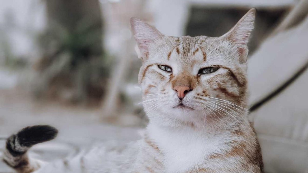 У кошки сильно слезится один глаз или оба глаза. Что делать?