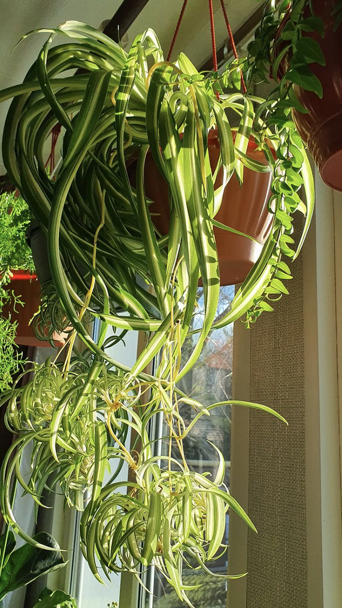 5 комнатных растений для классического интерьера