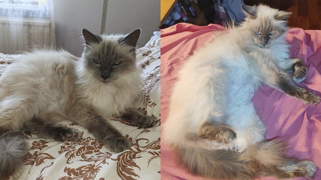 Кошка из Тулы нашла дом и свою «близняшку» в Карелии Кошка из Тулы нашла дом и свою «близняшку» в Карелии