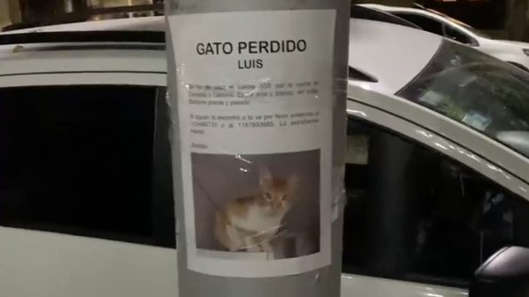Сбежавшего кота нашли под объявлением о его пропаже