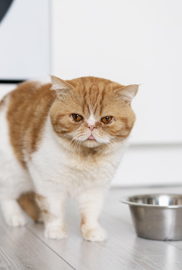 Кот