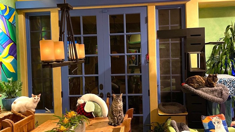 Pets.mail.ru