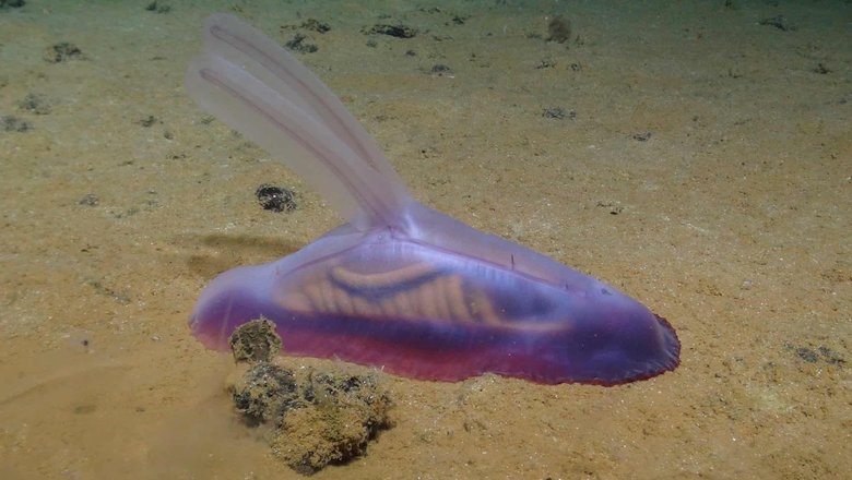 «Гумная белка», прозвище, данное Psychropotes longicauda, одному из тысяч недавно обнаруженных существ в глубинах Тихого океана. Фотография: Smartex Project/NERC