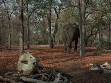 Кадр из Приключения слона