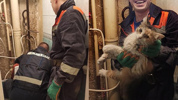 В Сергиевом Посаде спасли кошку, застрявшую в вентиляции