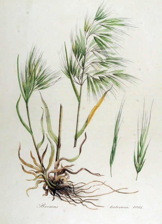 Костер кровельный . Изображение: Christiaan Sepp/Flora Batava of Afbeeldingen en Beschrijving van Nederlandsche Gewassen, XIII. Deel. (1868)
