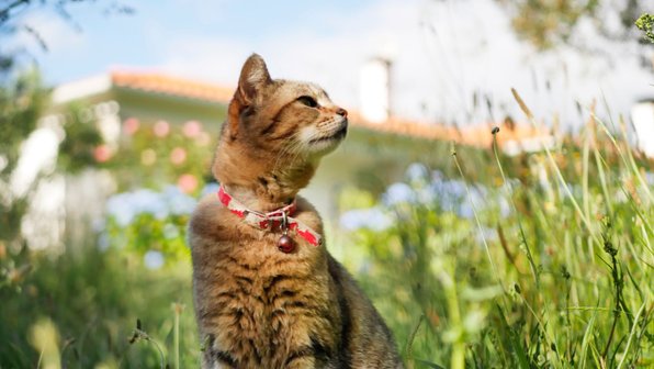 «Пропал кот»: 5 неочевидных опасностей дачного самовыгула кошек
