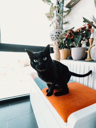 Чёрные коты в интерьерах