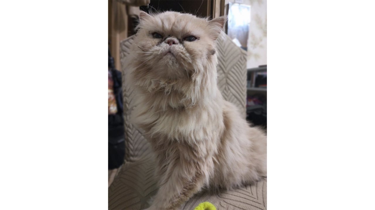 Кошка по имени Роза Кошка по имени Роза