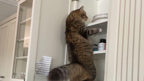 Плохие манеры: 15 котов-бунтарей, которые живут по своим правилам