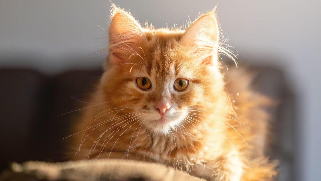 Сибирская кошка