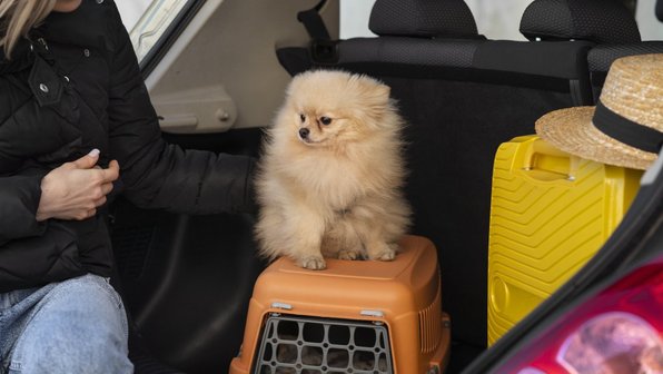 Какие ошибки совершают водители в автопутешествиях с животными