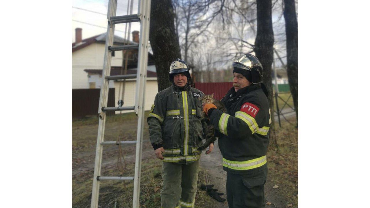 Под Москвой кот трое суток просил помощи у людей