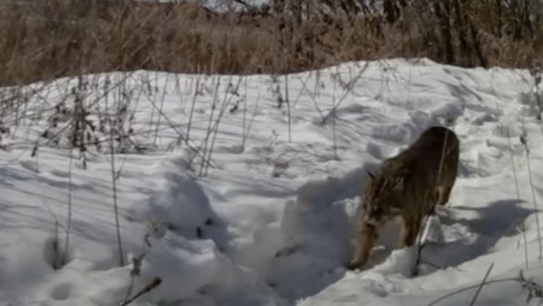 Уникальные кадры: в Амурской области замурлыкал дикий лесной кот