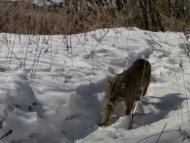 Уникальные кадры: в Амурской области замурлыкал дикий лесной кот