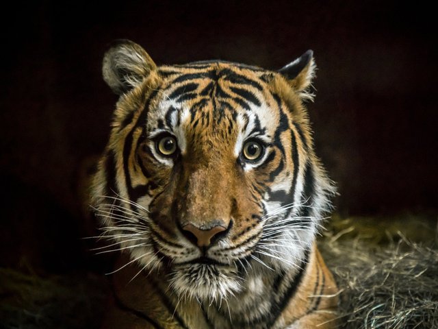40 фактов о тиграх, которые вам не расскажут в школе