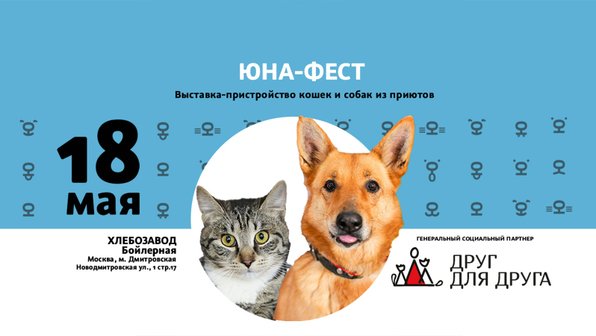 Найди верного друга: в Москве пройдет выставка-пристройство 140 кошек и собак