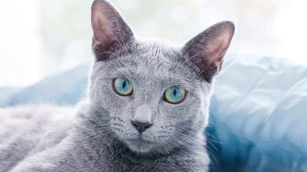 Russian_blue_cat