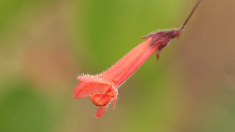 Цветок Hypenea macrantha.