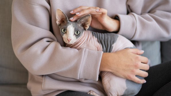 Как ухаживать за котами и кошками в период половой охоты: 4 совета от ветеринара