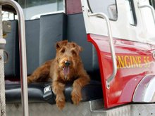 Кадр из Пожарный пес