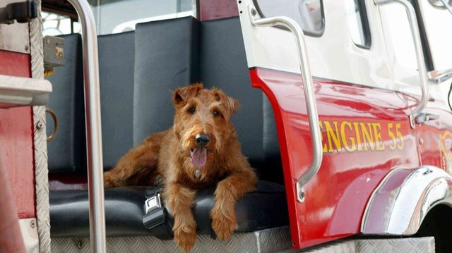 Пожарный пес