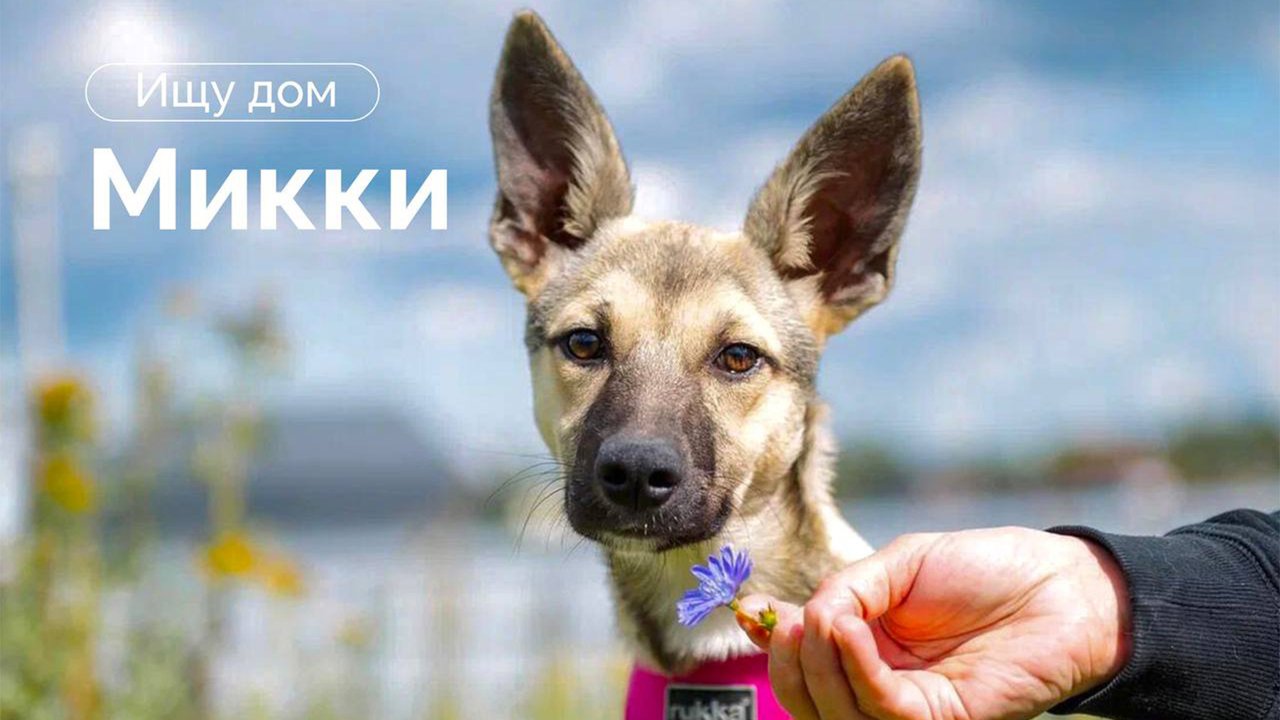 Микки Микки