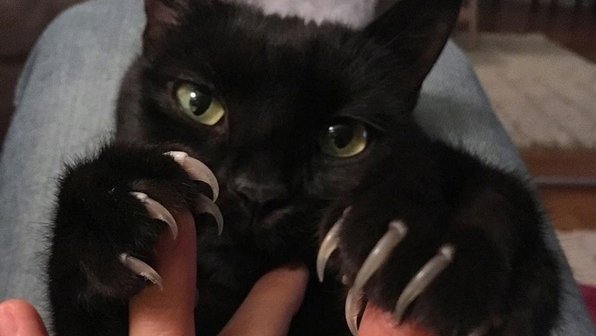 Кота, давшего отпор собаке и ее хозяйке, сняли на видео в Башкирии