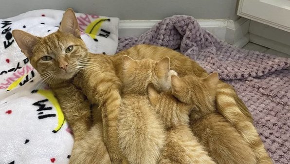 Люди спасли из подвала запертого дома кошку с котятами