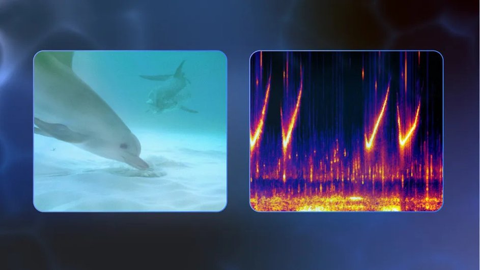 пример работы DolphinGemma
