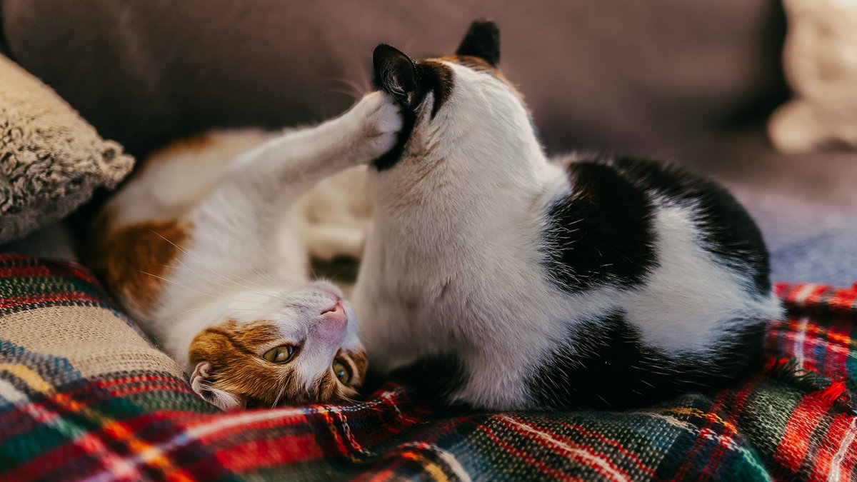 Кошки