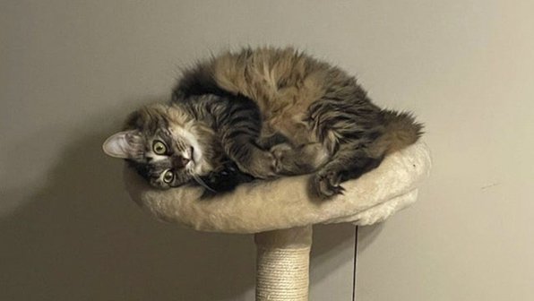 15 кошек, которые внезапно впали в экзистенциальный кризис