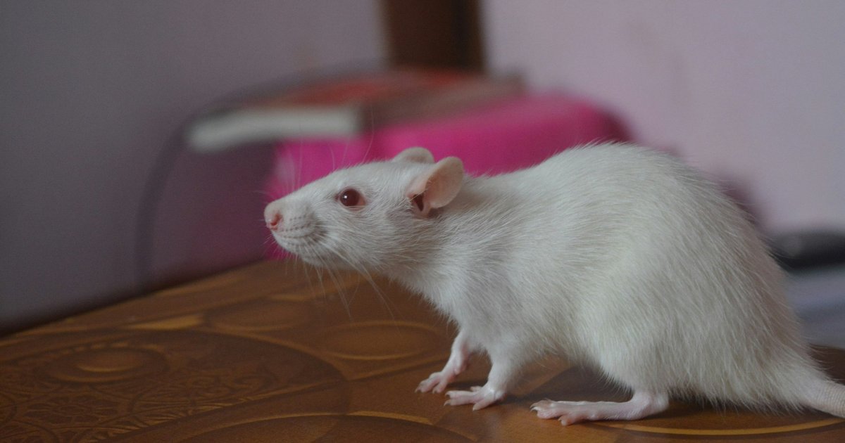 Ученые создали человекоподобную мышь