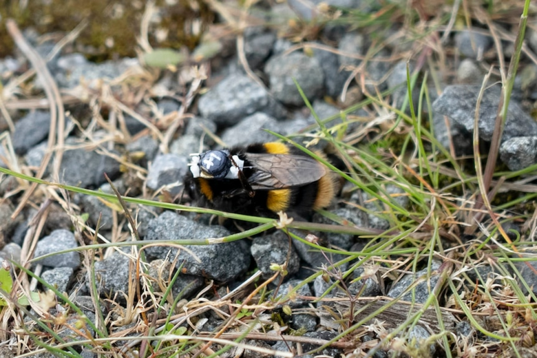 Вот так выглядит радиорюкзак на спине пчелы. Фото: abc.net