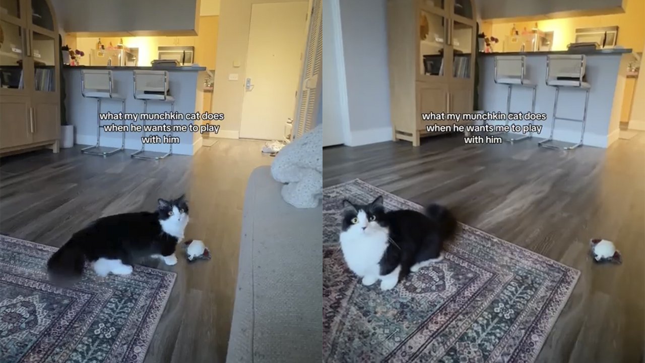 Кот просит с ним поиграть Кот просит с ним поиграть