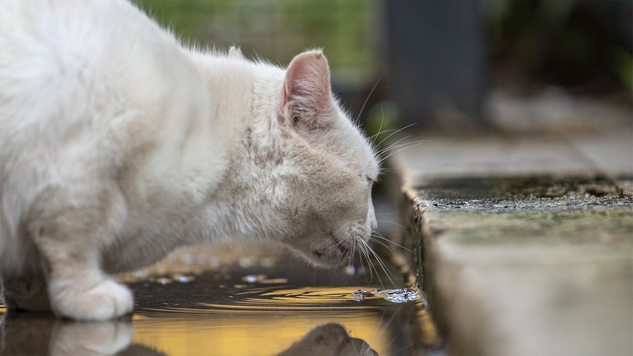 Кошка пьет воду из лужи