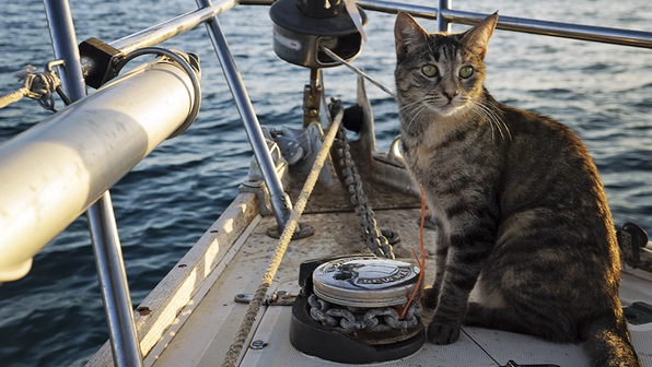 Коты бороздят моря на борту яхты — немного об идеальной жизни