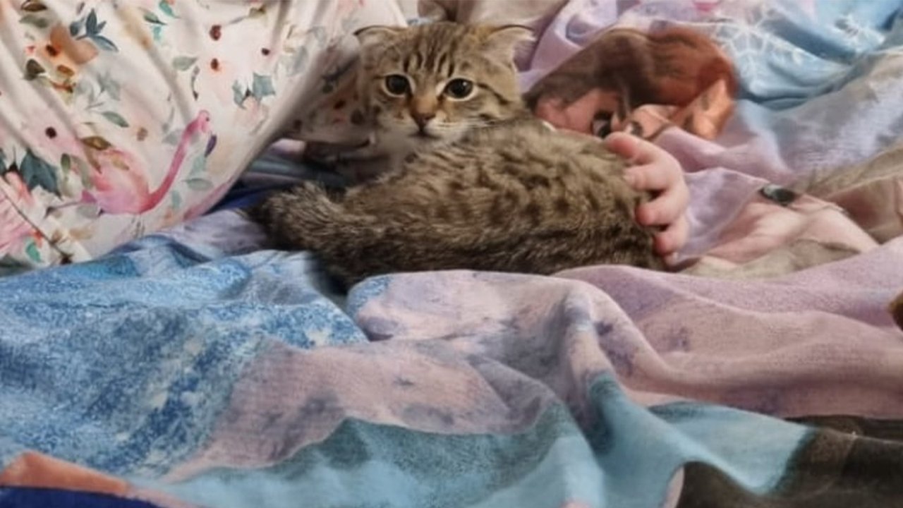 Девочка обнаружила тайник с котенком благодаря игре в шпиона Девочка обнаружила тайник с котенком благодаря игре в шпиона