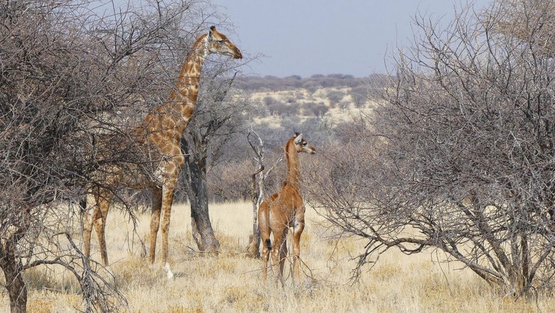 Самка ангольского жирафа с детенышем.