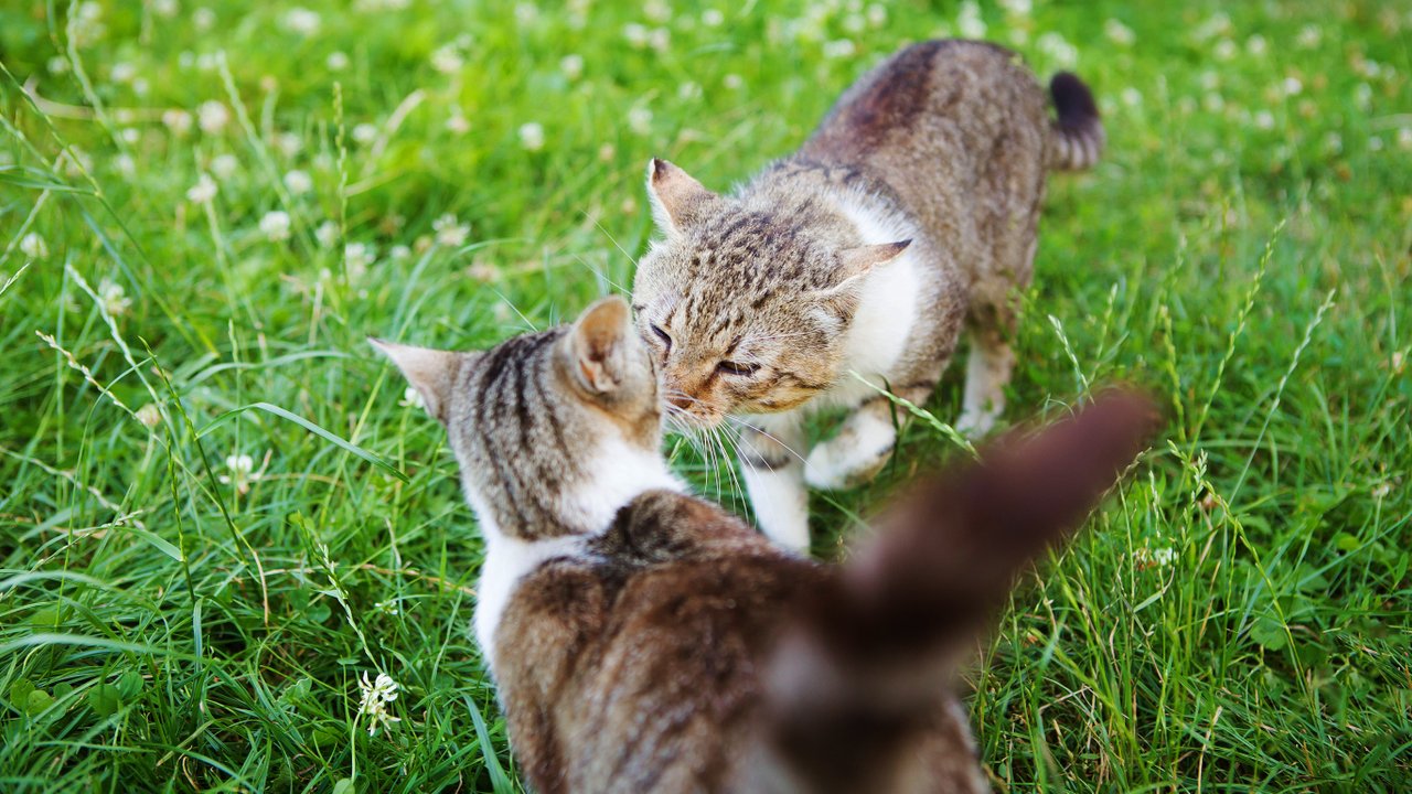 Кошки целуются