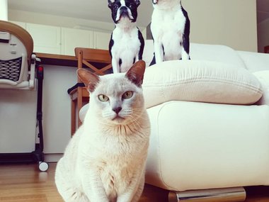 У этой кошки два собственных охранника.