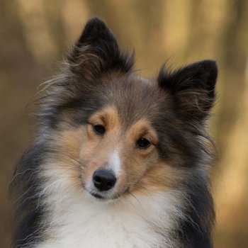 Шелти - описание породы собак: характер, особенности поведения, размер,  отзывы и фото - Питомцы Mail.ru