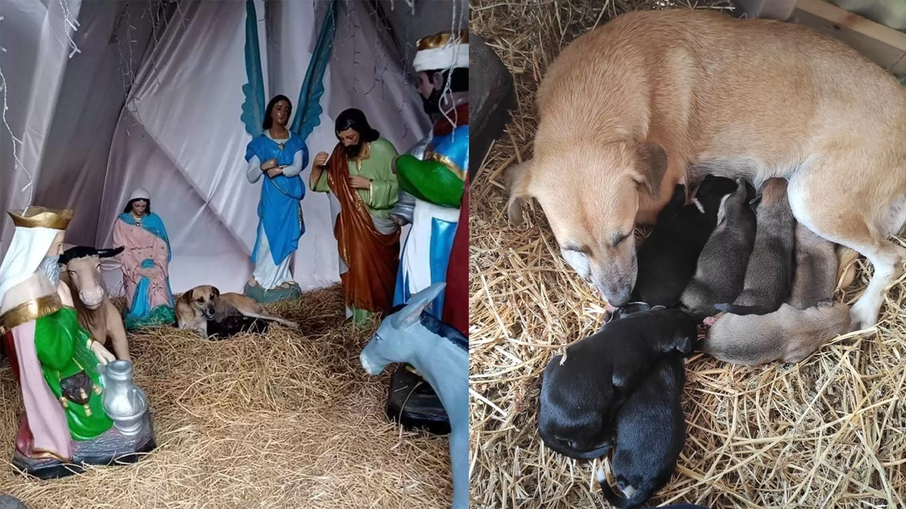 Беременная собака спряталась в рождественских декорациях, чтобы родить щенков